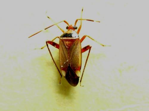 Réf. 285 446 : Adelphocoris vandalicus